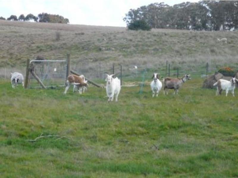 5 Pett Street, Skipton VIC 3361