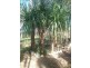 53 Windsor Drive, Hay Point QLD 4740