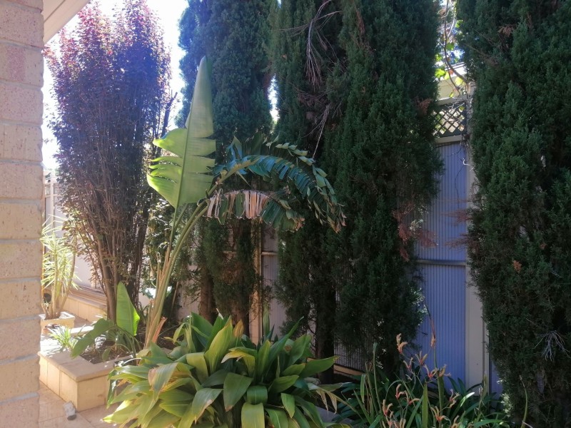 10 Roslind  street, Kensington Gardens SA 5068