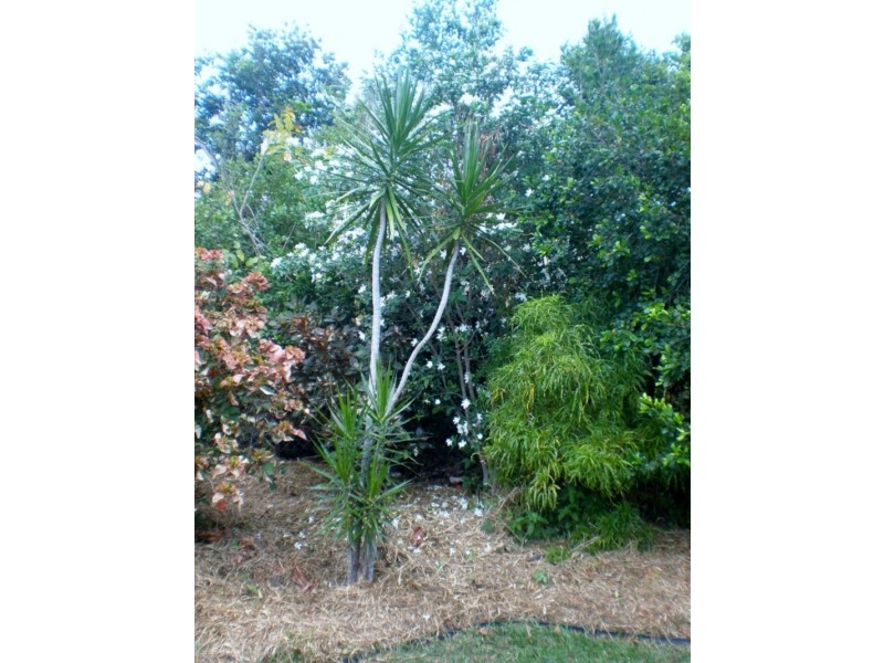 6 Bomana street, Aitkenvale QLD 4814