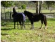 50 Adams Road, Mariginiup WA 6065