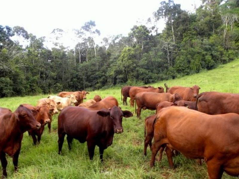 Lot 5 Merragallan Rd, Jaggan QLD 4885