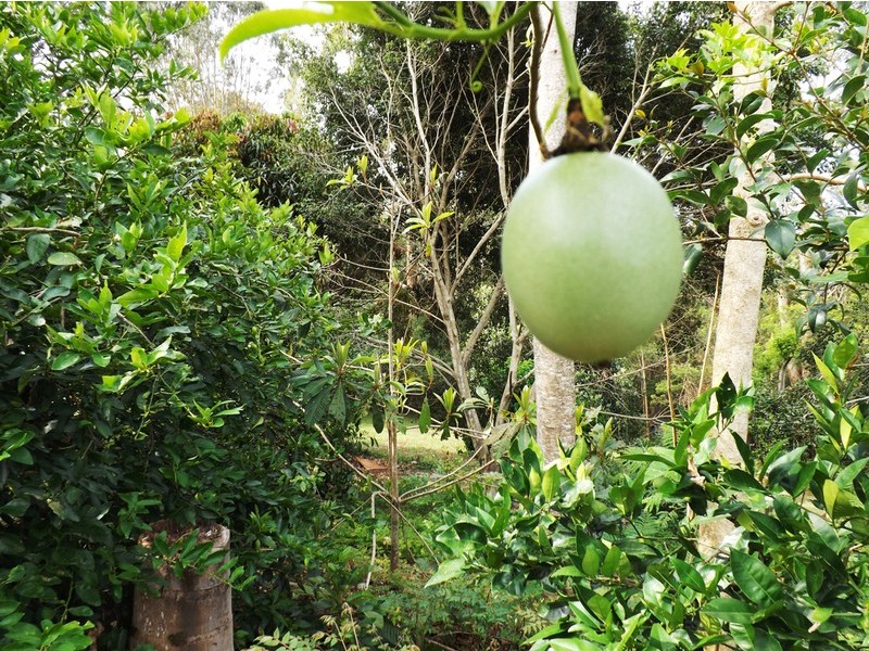 3 Pamela Drive, Chilcotts Grass NSW 2480