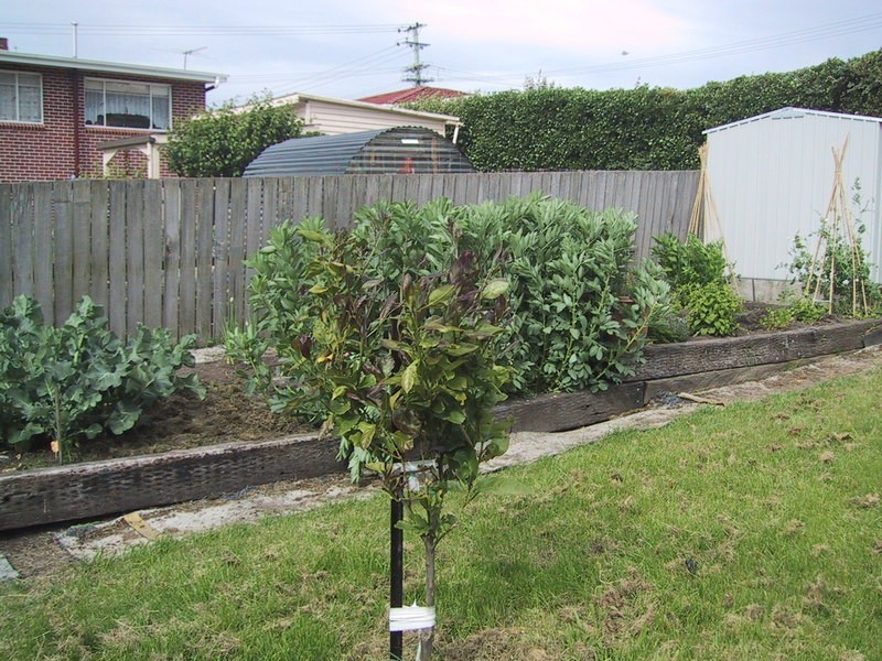 17 Ashbourne Grove, West Moonah TAS 7009