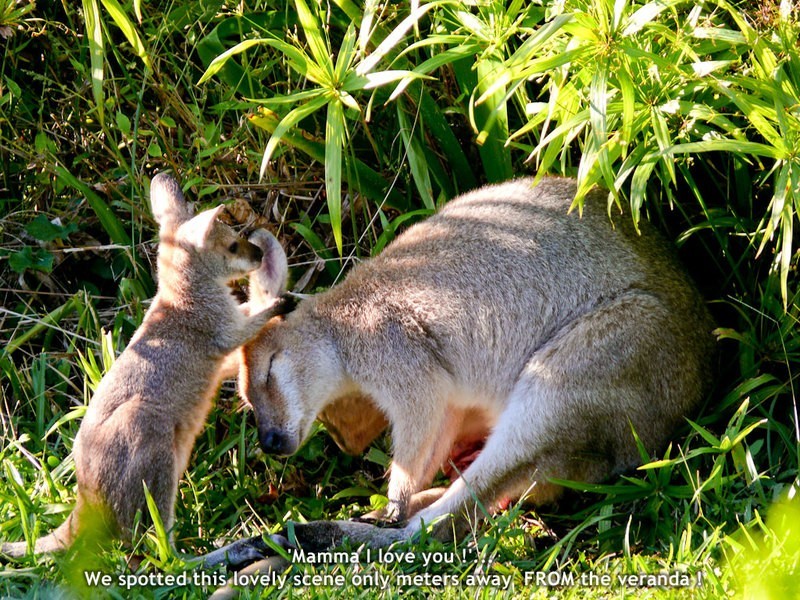 Mount Burrell NSW 2484