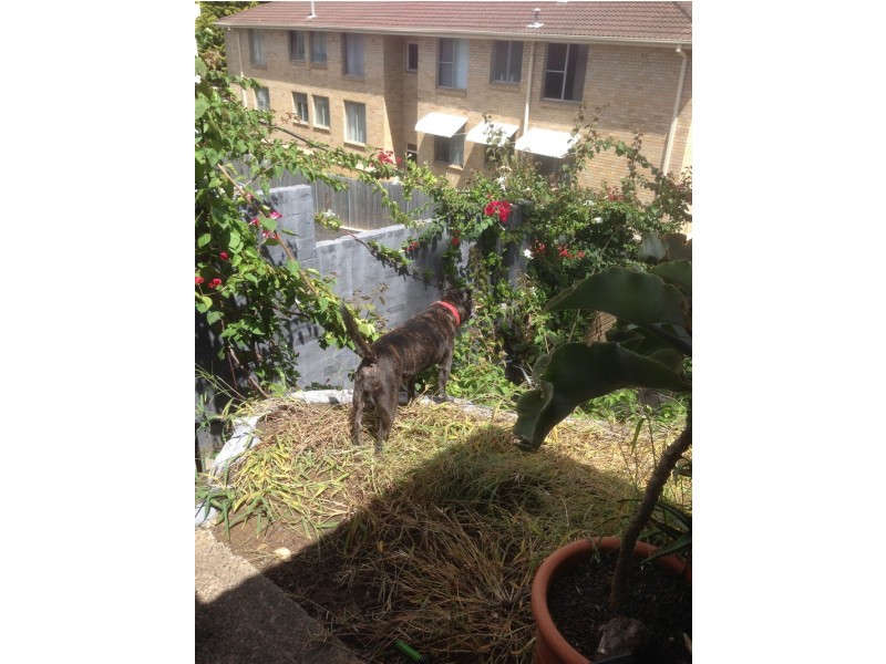 50 Pritchard Street, Annandale NSW 2038