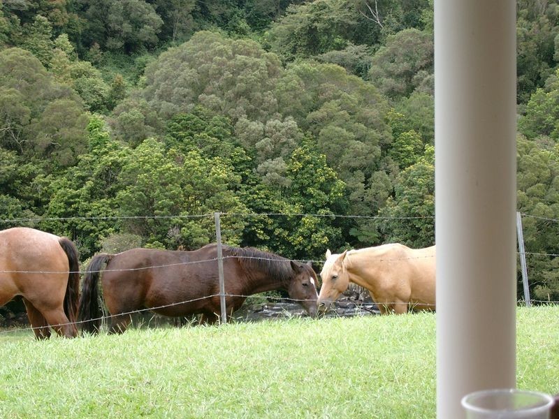 Rural Number 1108 Millaa Malanda Road, Malanda QLD 4885