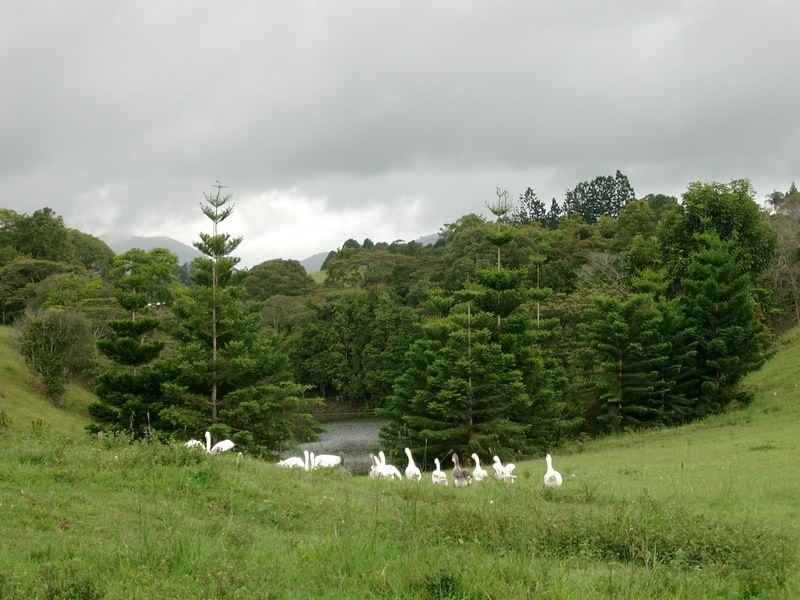 Rural Number 1108 Millaa Malanda Road, Malanda QLD 4885