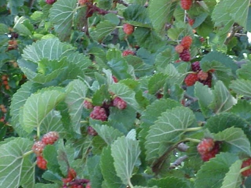 RSD 5 Coorabie Road, Coorabie SA 5690