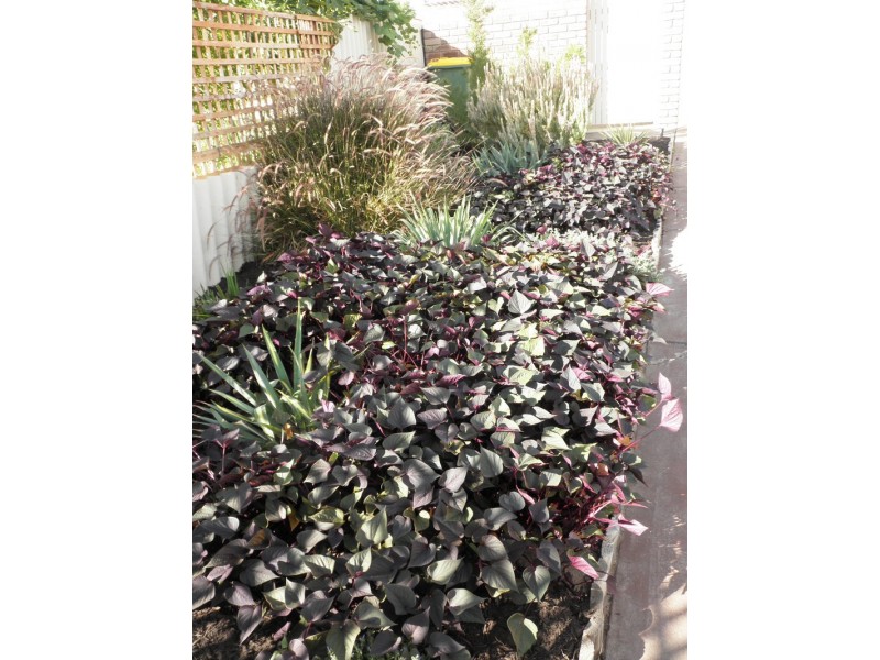 36A Channon St, Cannington WA 6107