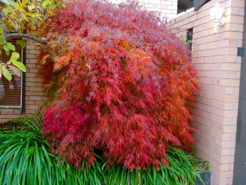 8 Warland Place, Charnwood ACT 2615