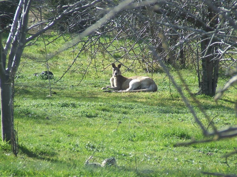 Whittlesea VIC 3757