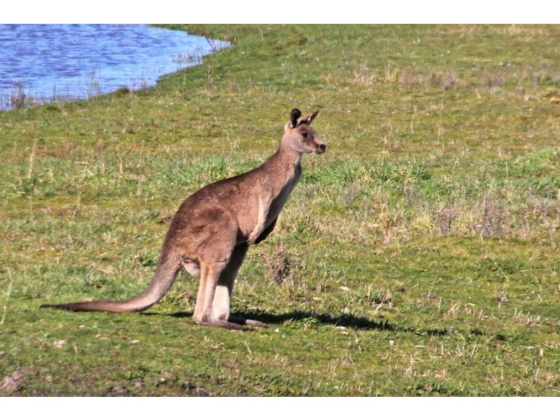 60 Pattersons Road, Cape Schanck VIC 3939