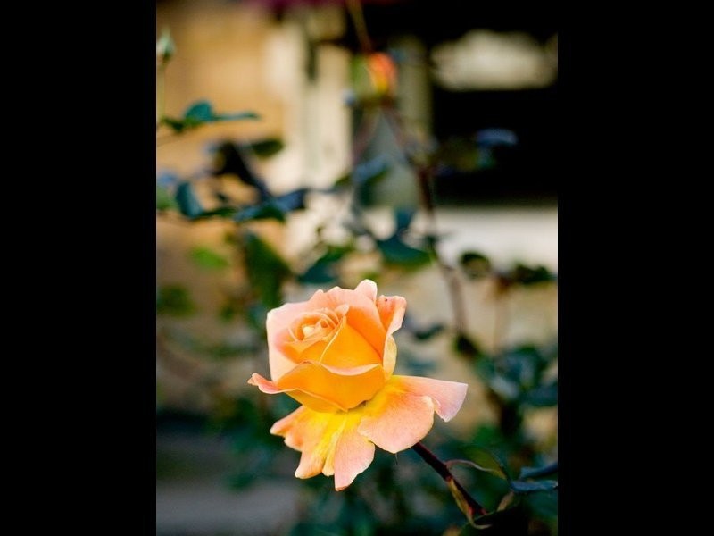 95 Alice Street, Sefton Park SA 5083