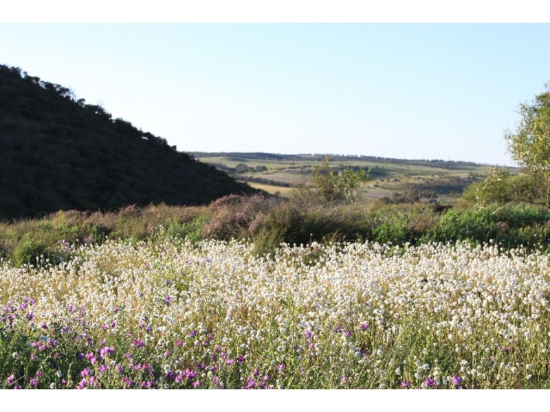 393 Isseka Road East, Bowes WA 6535