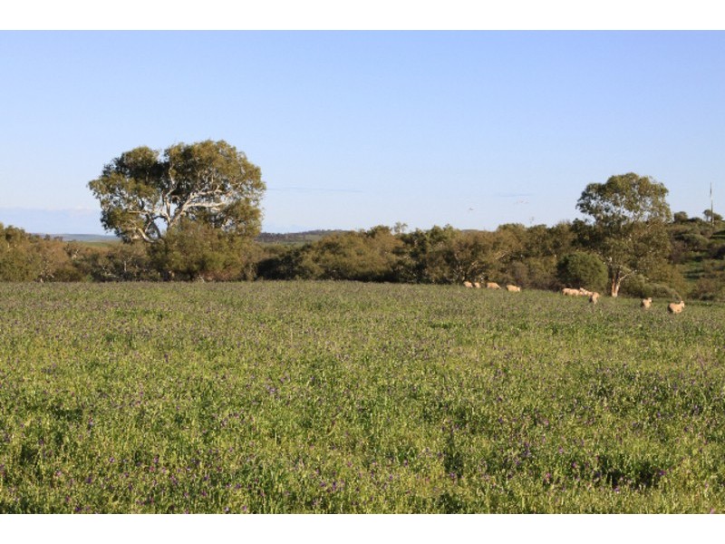 393 Isseka Road East, Bowes WA 6535