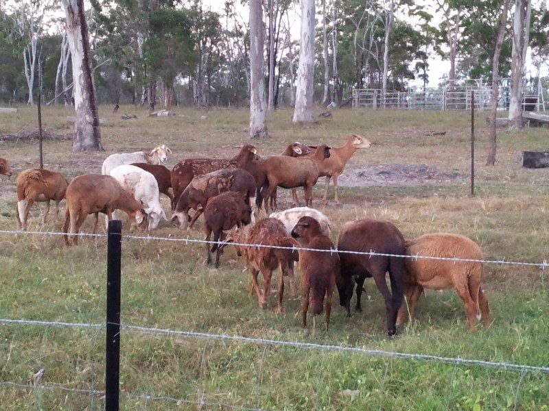 118 Eureka Road, Golden Fleece QLD 4621