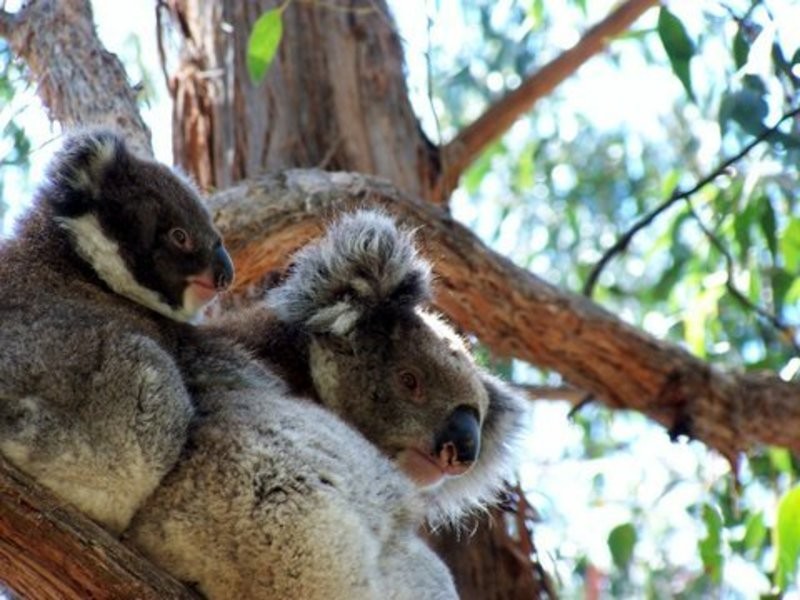 13 Cassidy Drive, Kennett River VIC 3221