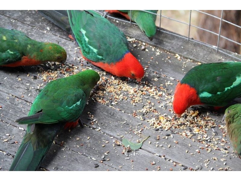 13 Cassidy Drive, Kennett River VIC 3221