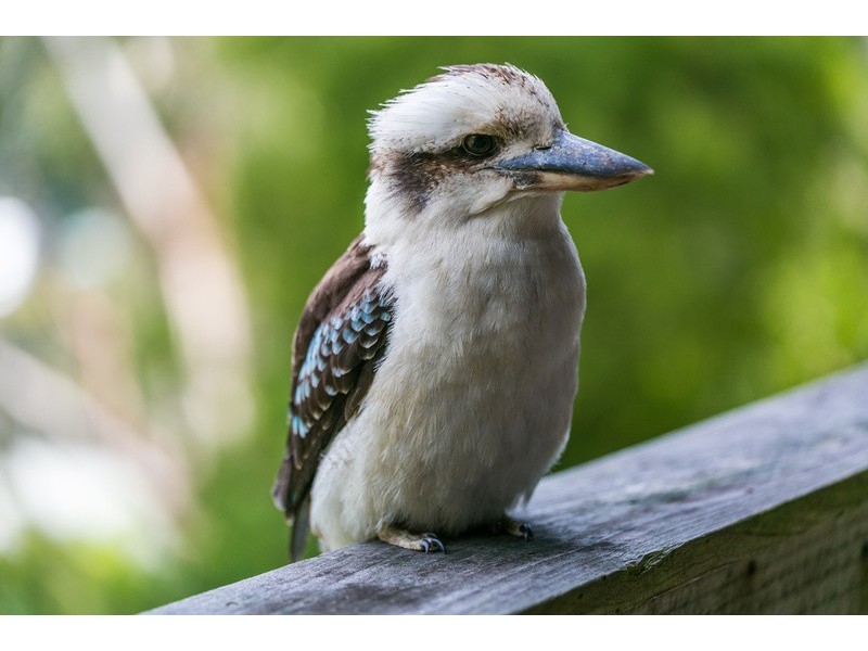 9 Mitchell Grove, Separation Creek VIC 3221