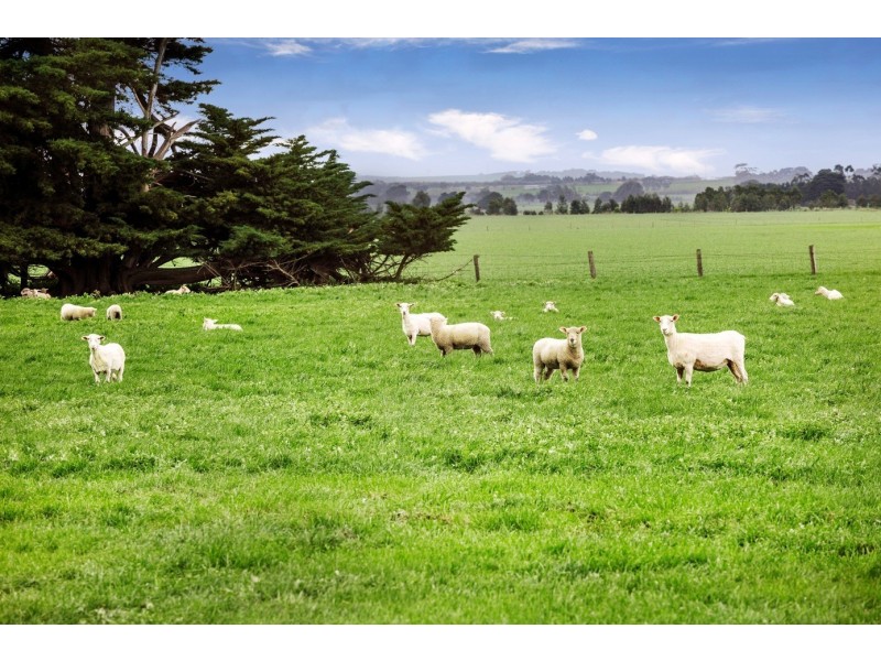 4100 Cape Otway Road, Birregurra VIC 3242