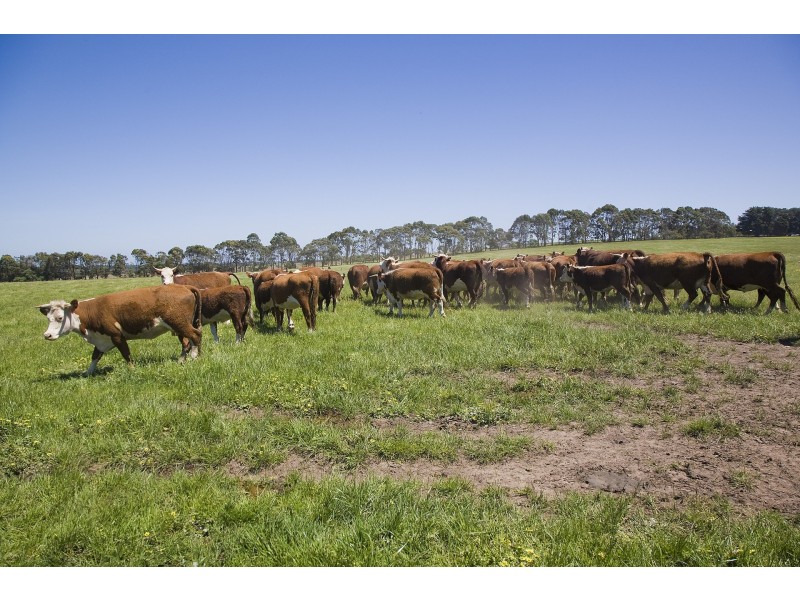 25 Collyers Road, Warncoort VIC 3243