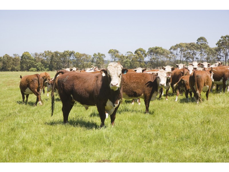 25 Collyers Road, Yeodene VIC 3249