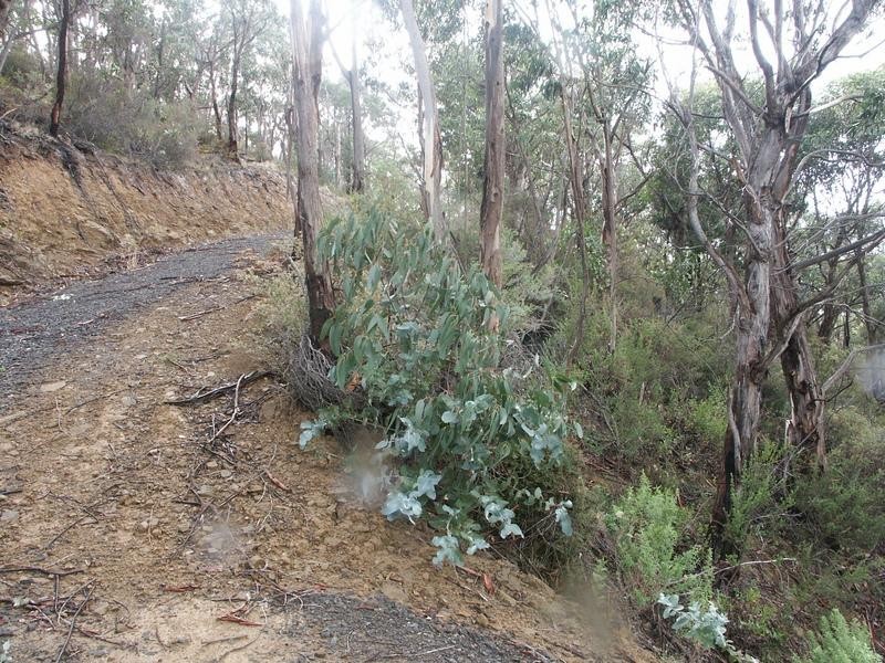 1188 Great Ocean  Road, Lorne VIC 3232