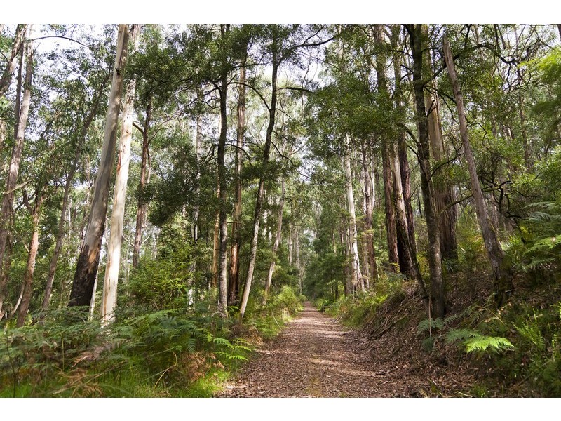 2045 Birregurra-Forrest Road, Forrest VIC 3236