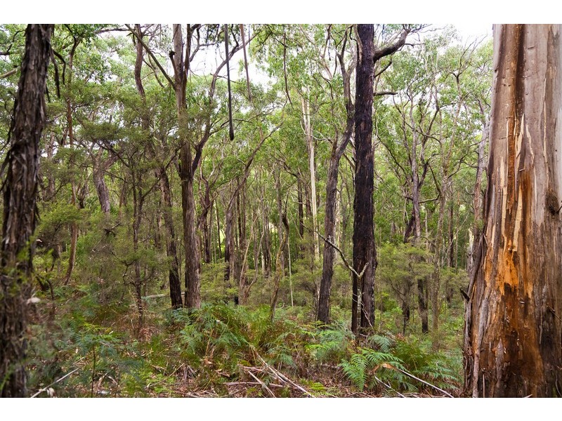 2045 Birregurra-Forrest Road, Forrest VIC 3236