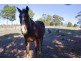195 Bambra-Boonah Road, Bambra VIC 3241