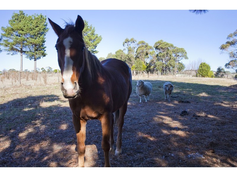195 Bambra-Boonah Road, Bambra VIC 3241