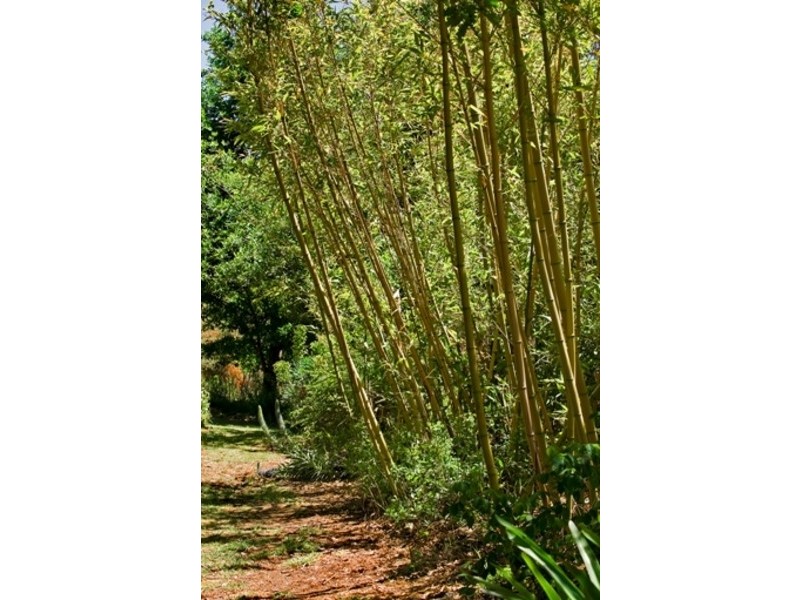 48 Roadknight Street, Birregurra VIC 3242