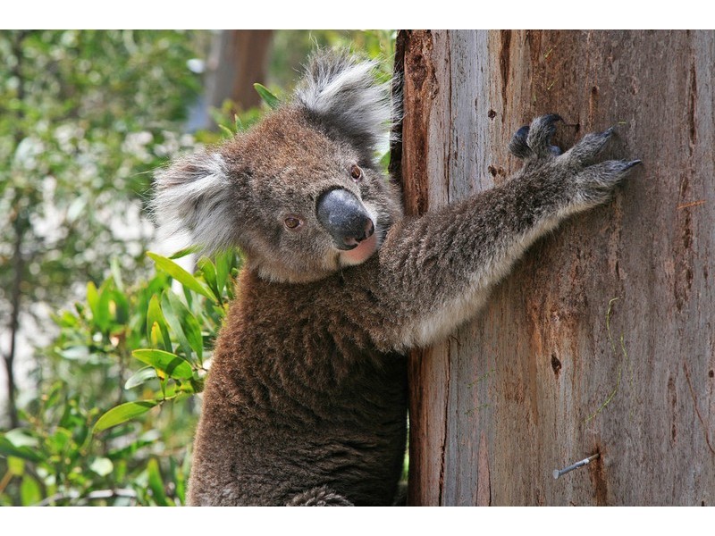 32 Albert Street, Lorne VIC 3232