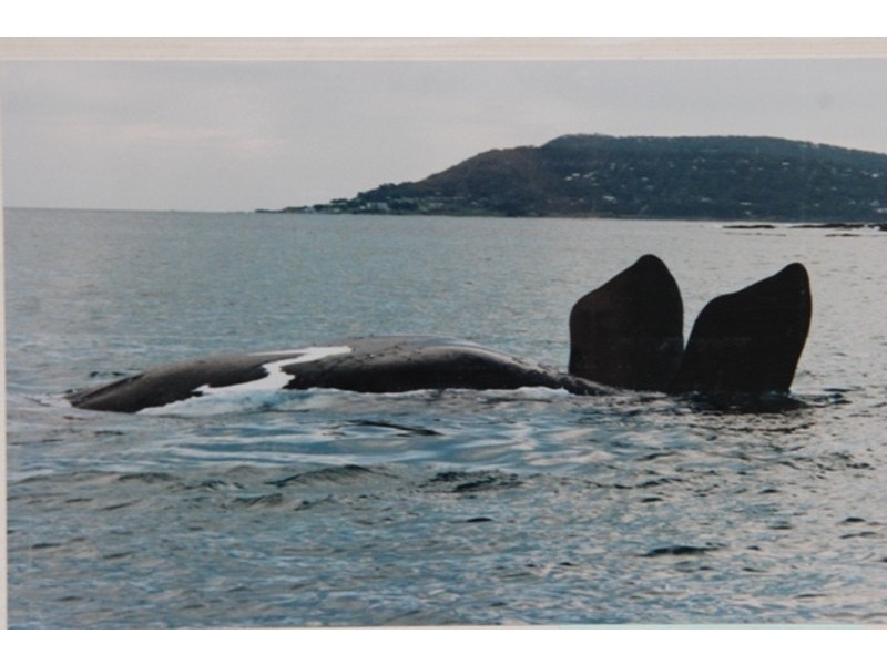 181 Great Ocean Road, Lorne VIC 3232