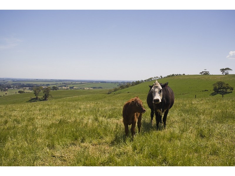 65 Splatts Road, Deans Marsh VIC 3235