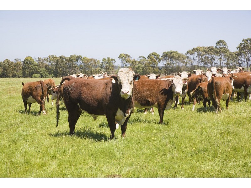 25 Collyers Road, Yeodene VIC 3249