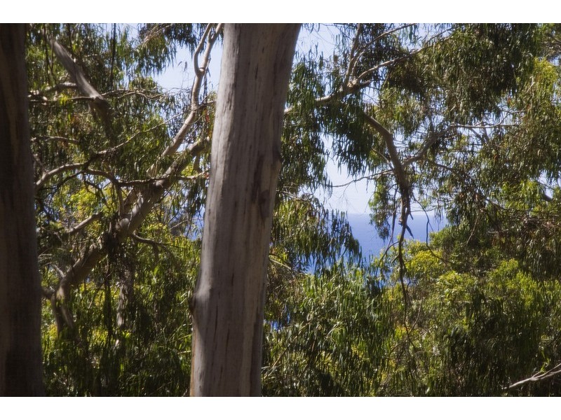 19  Cassidy Drive, Kennett River VIC 3221