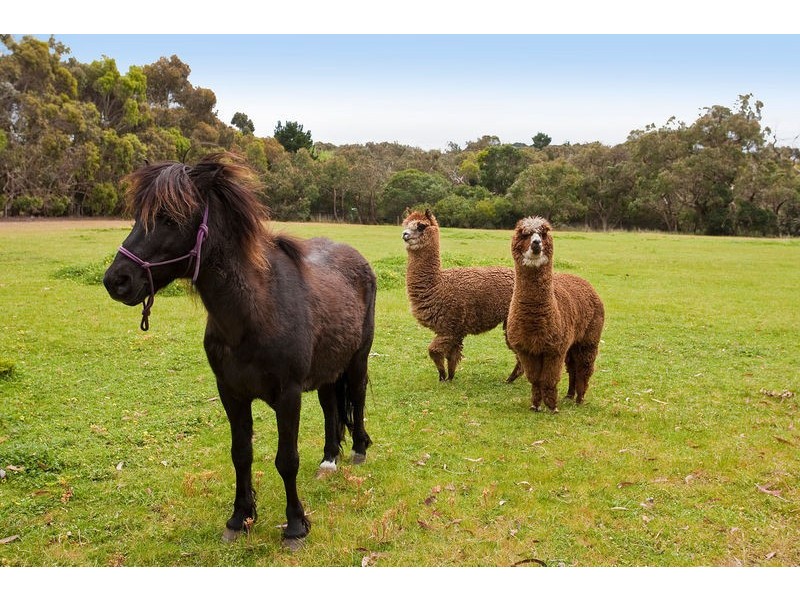 126 Briody Drive, Torquay VIC 3228