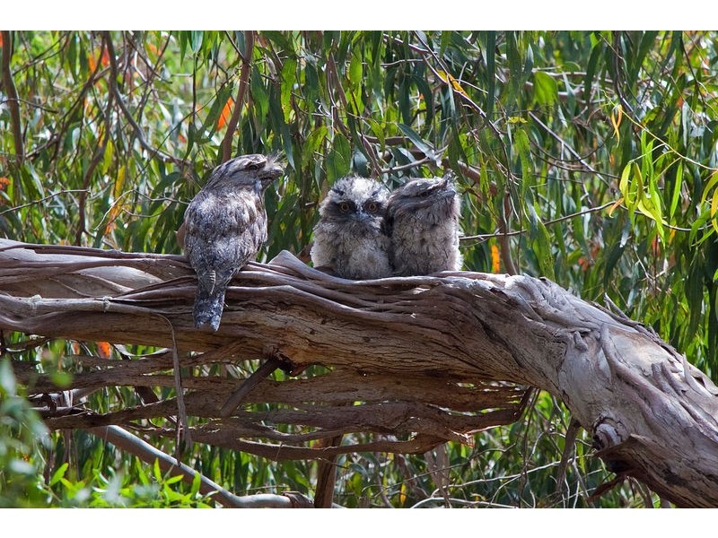 59 Domain Road, Jan Juc VIC 3228