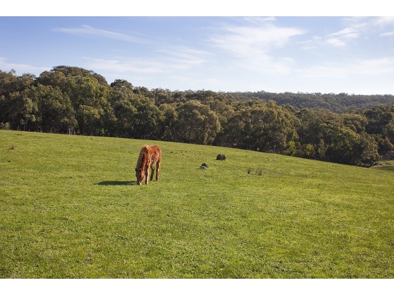 245 Elkington Road, Bellbrae VIC 3228