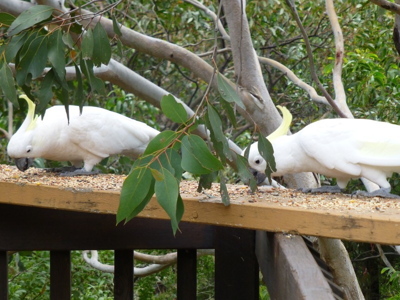 42-44 Anderson Street, Aireys Inlet VIC 3231