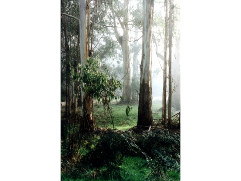 1275 Carlisle River – Gellibrand Road, Carlisle River VIC 3239