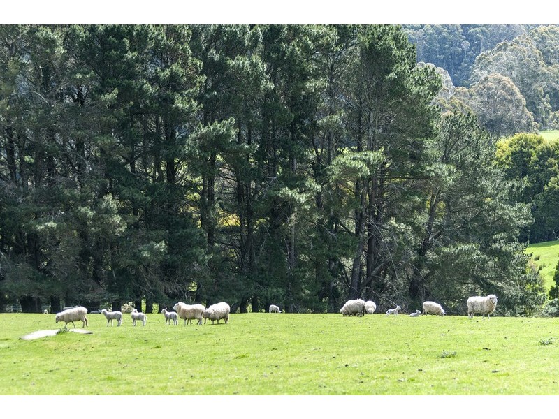 675 Skenes Creek Road, Skenes Creek VIC 3233