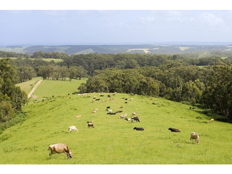 50 Parkers Access Road, Apollo Bay VIC 3233