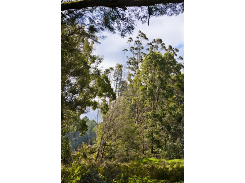 4595 Great Ocean Road, Lavers Hill VIC 3238