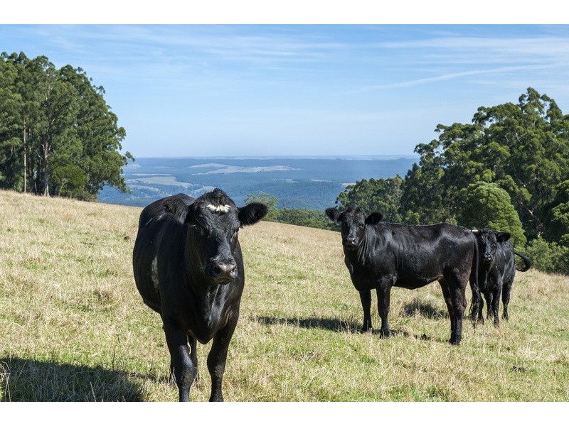 4880 Great Ocean Road, Lavers Hill VIC 3238