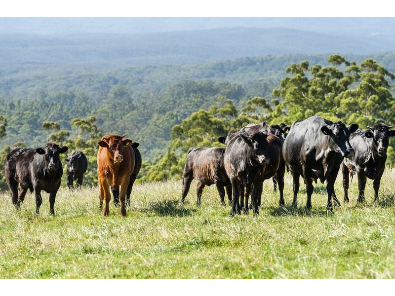 4880 Great Ocean Road, Lavers Hill VIC 3238