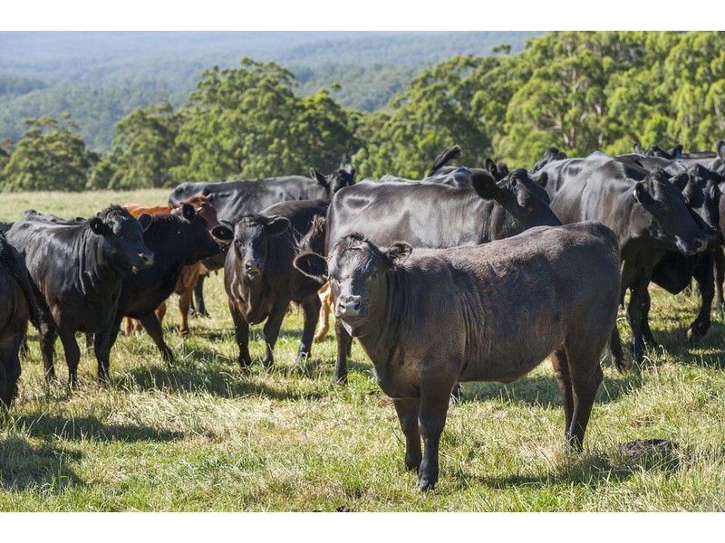 4880 Great Ocean Road, Lavers Hill VIC 3238