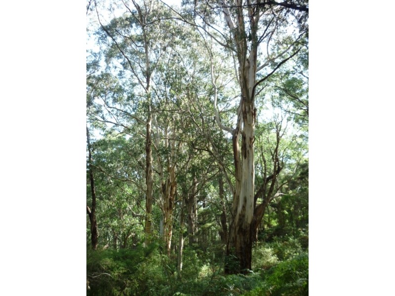318 Old Ocean Road, Glenaire VIC 3238